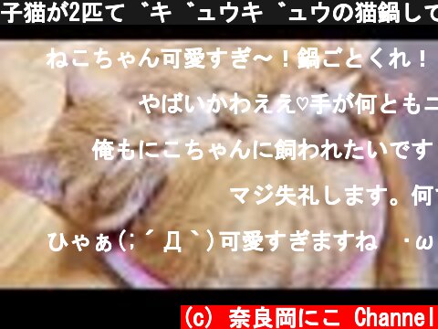 子猫が2匹でギュウギュウの猫鍋してた  (c) 奈良岡にこ Channel
